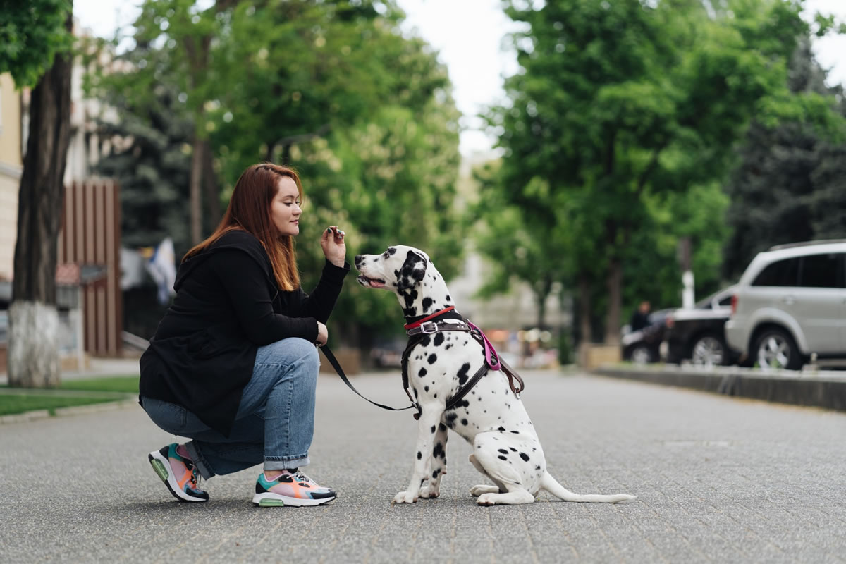 Five Ways to Get a Skittish Dog to Trust You