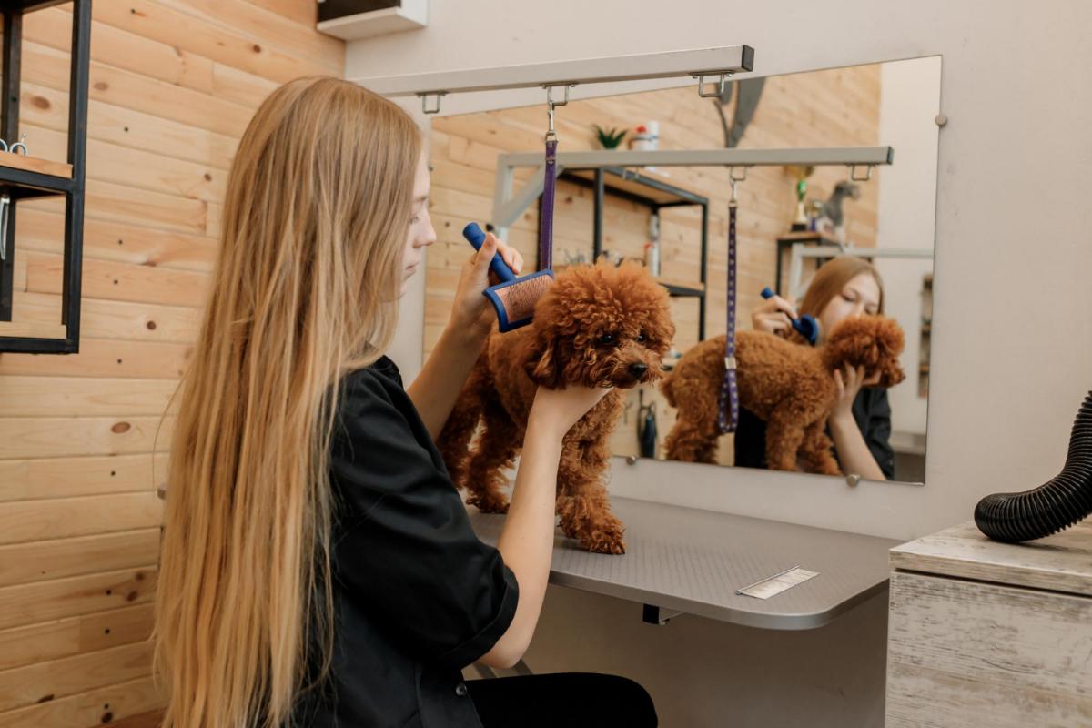 Questions to Ask Your Mobile Pet Groomer Before Scheduling