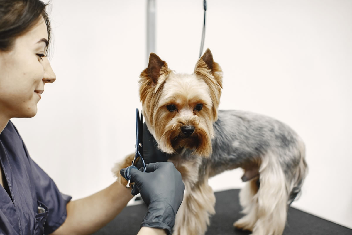 5 Dog Grooming Tips from the Pros