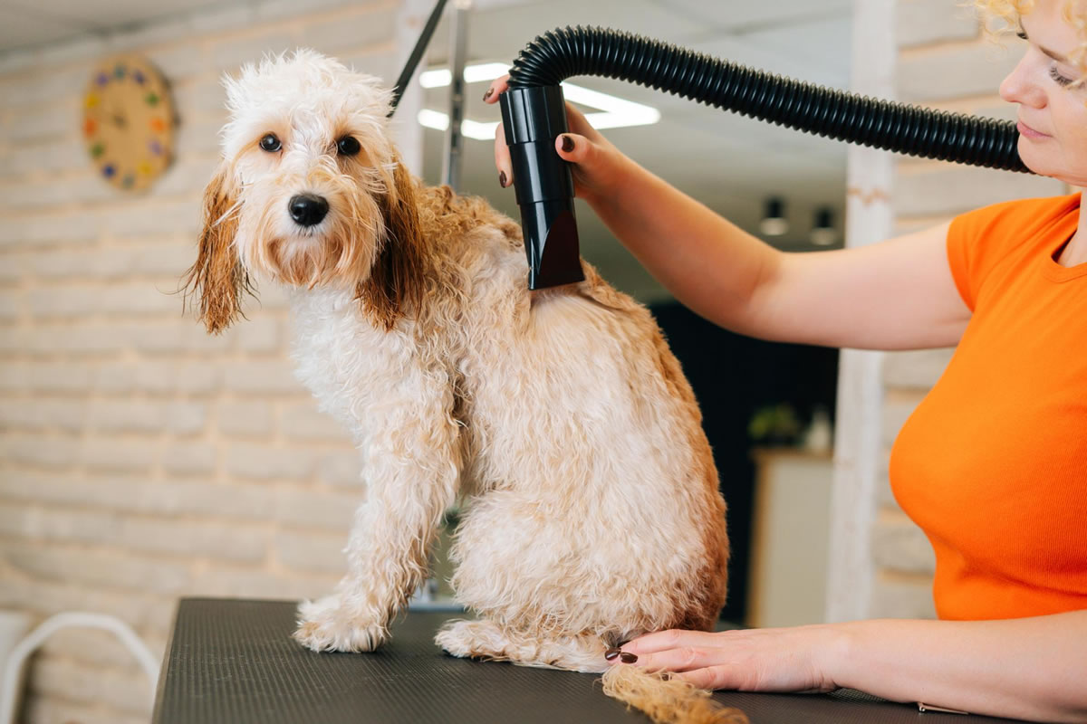 Four Advantages of Mobile Grooming Services