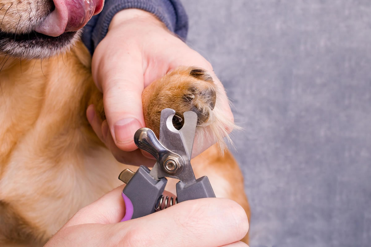 Four Signs You Need to Trim Your Dog’s Nails
