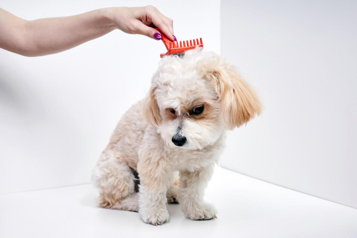 3 Great Reasons to Groom Your Dog