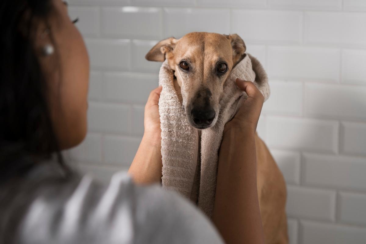 Five Ways to Reduce Dog Shedding