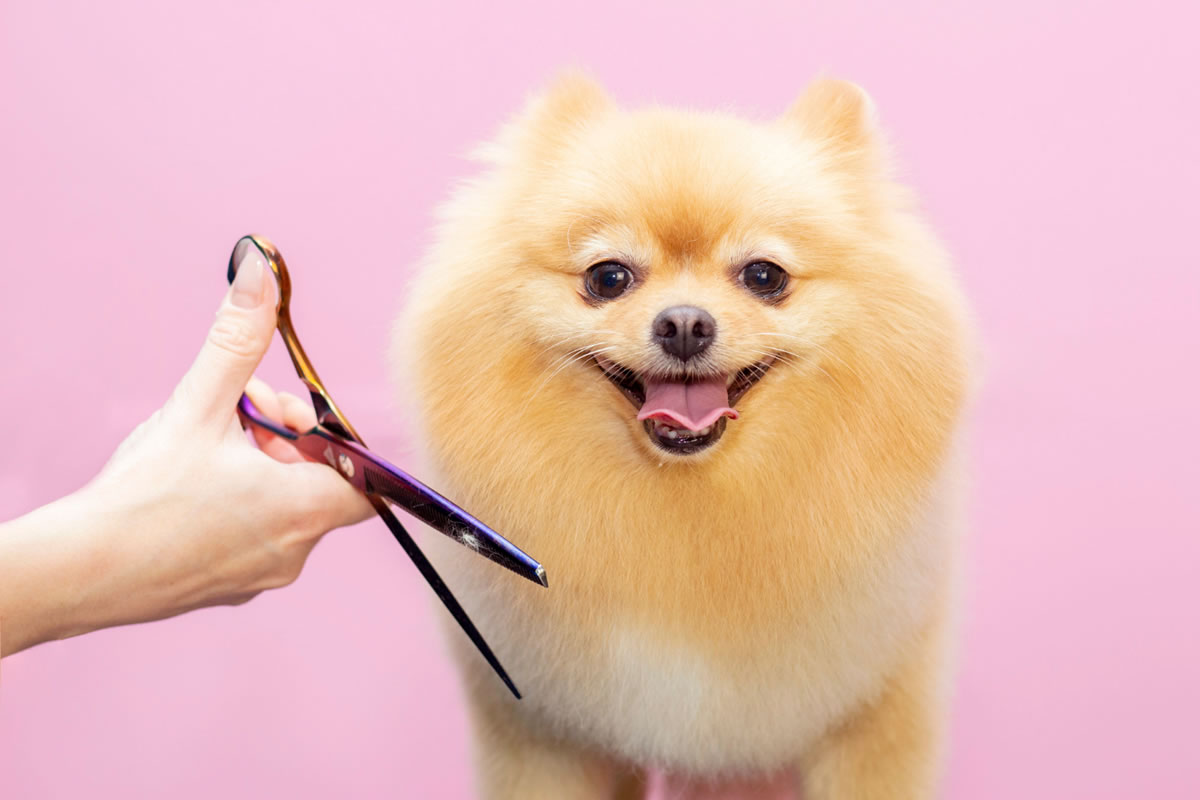 7 Grooming Tips to Keep Your Dog Looking Great