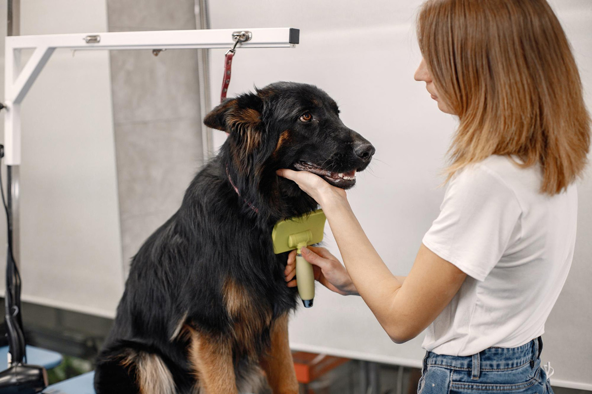 What Pet Groomers Wish Their Clients Knew