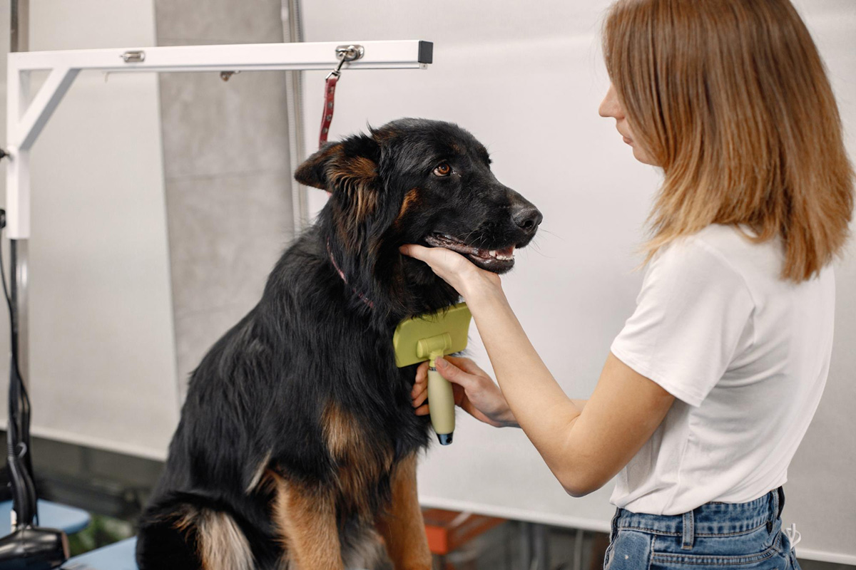 What Pet Groomers Wish Their Clients Knew