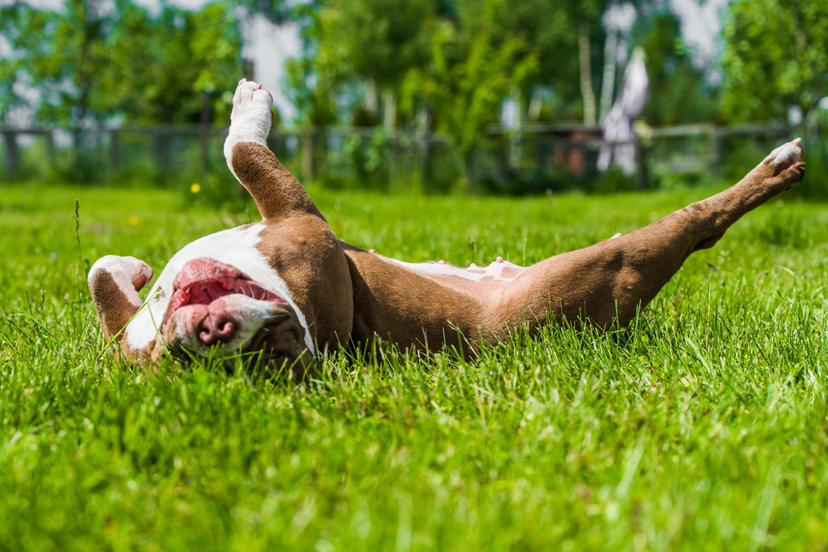 The Mystery of Why Dogs Roll in the Grass Solved