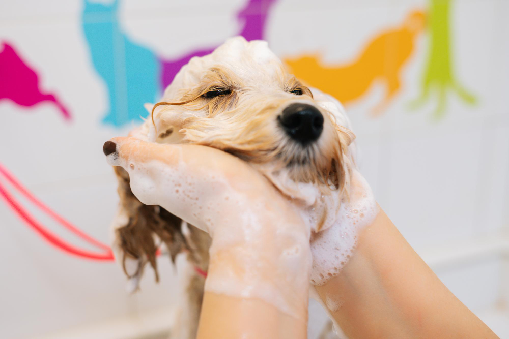 Dog Grooming Essentials: Keeping Your Furry Friends Clean and Healthy