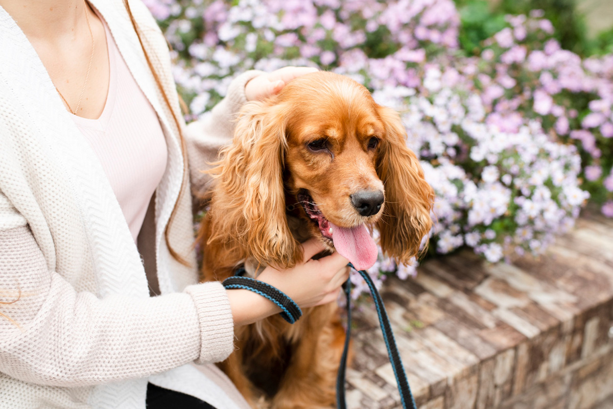 4 Signs Your Dog Needs to Be Groomed