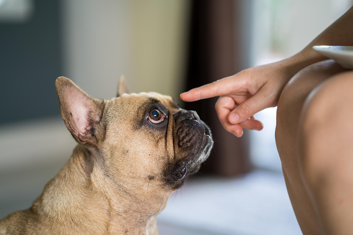 Tips to Maintain Clean Eyes for Your Furry Friend
