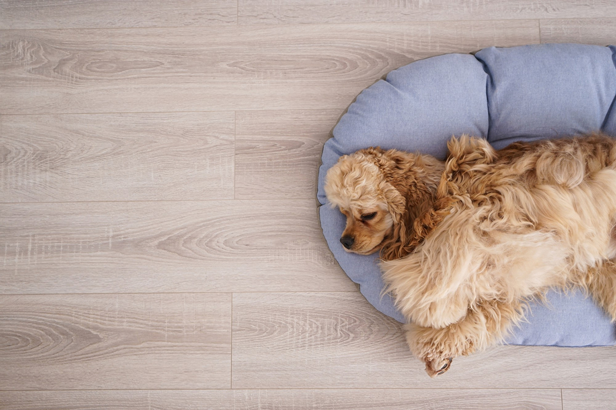 How to Deal With Minor and Severe Tangles on Matted Pets