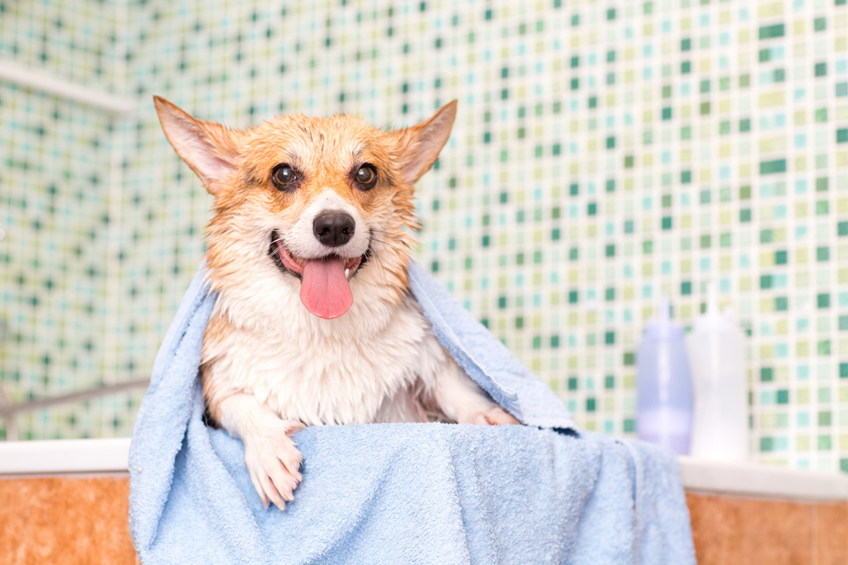Reasons Why a Groomed Dog is a Happy Dog