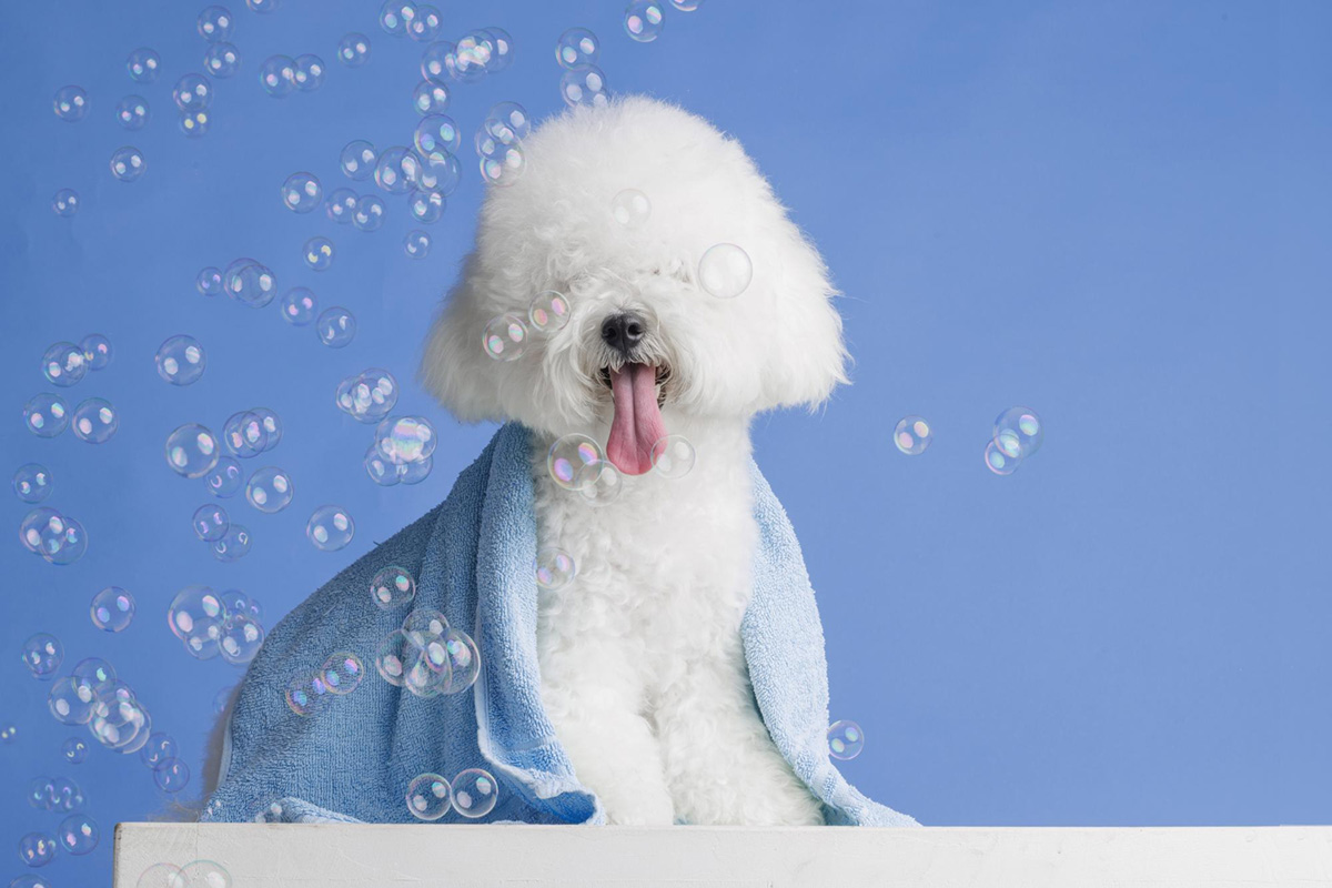 6 Tips to Make Your Dog’s Bath Much Easier
