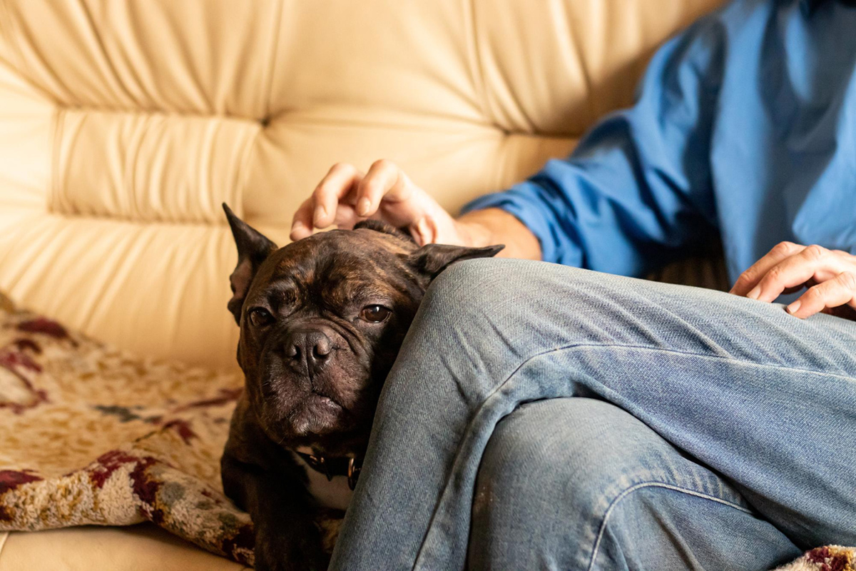 Tips for Grooming an Anxious Dog