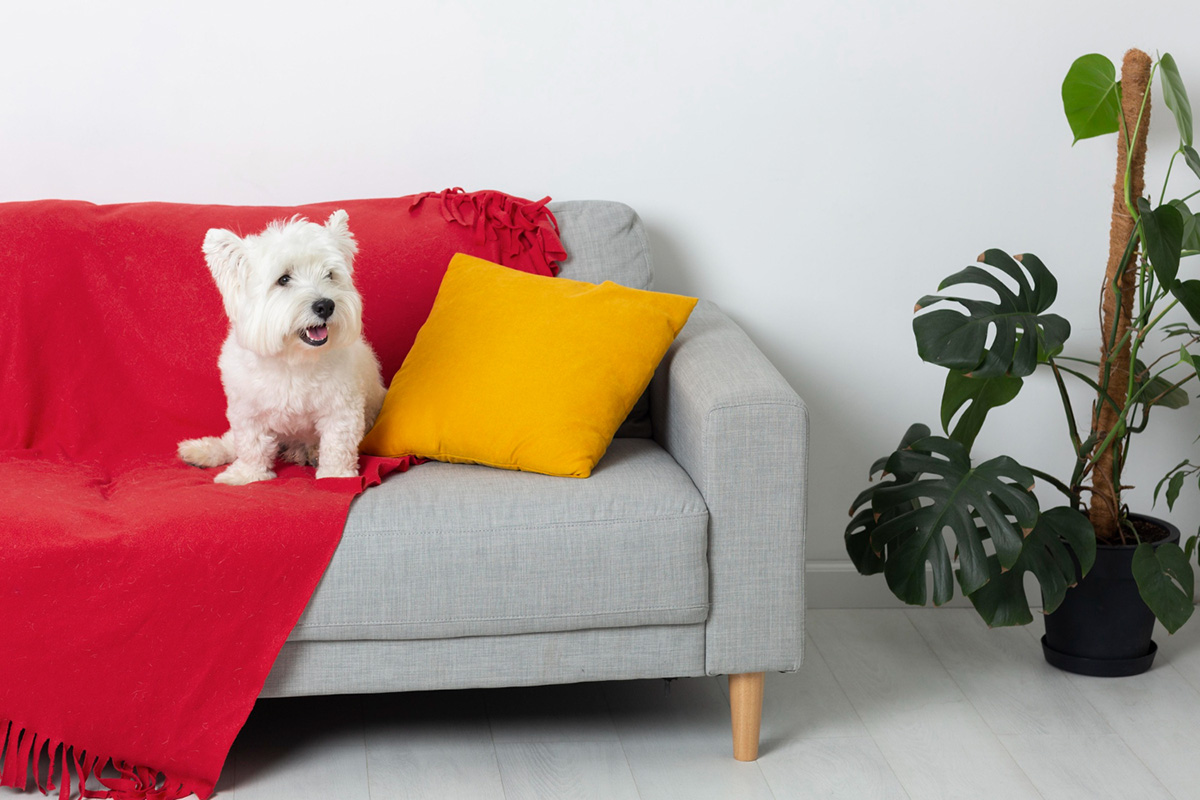 Home Remedies to Reduce Your Dog’s Shedding