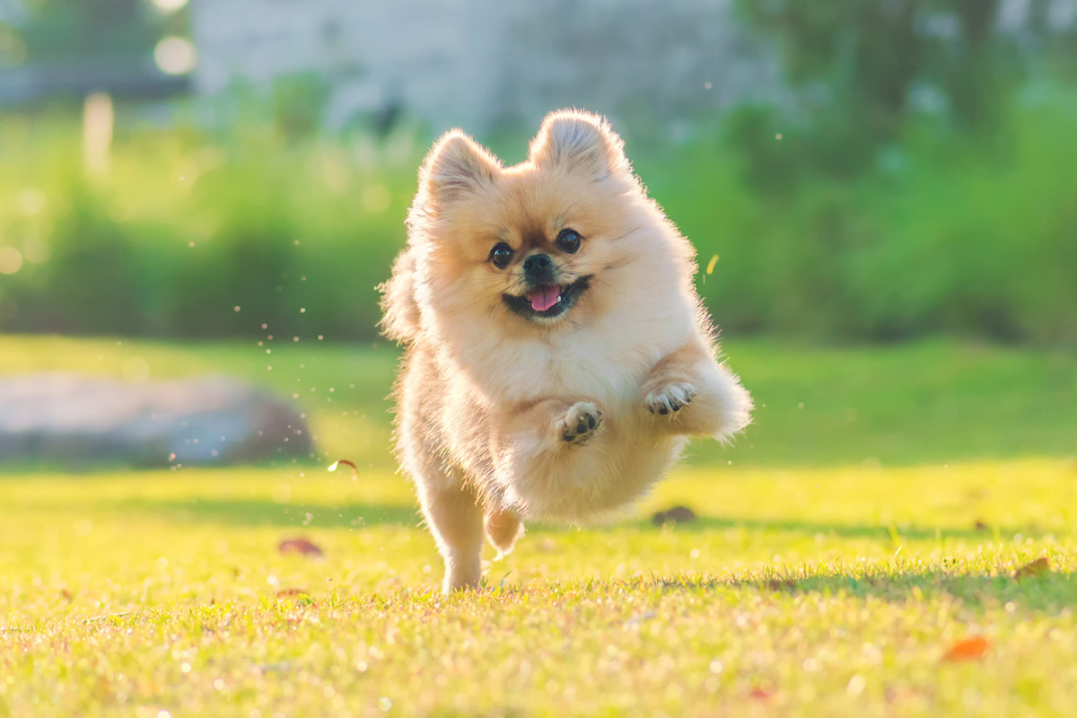 Ways to Protect Your Pet From Fleas and Ticks