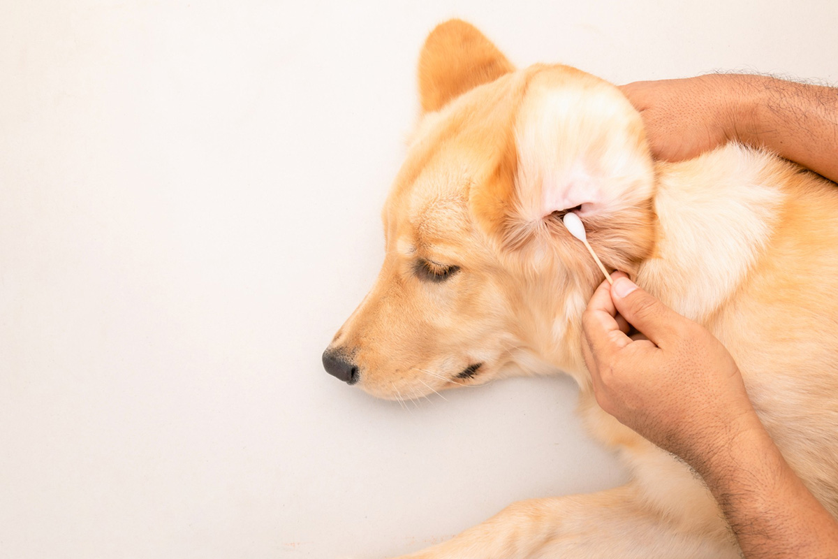 Tips when Cleaning Your Dog’s Ears