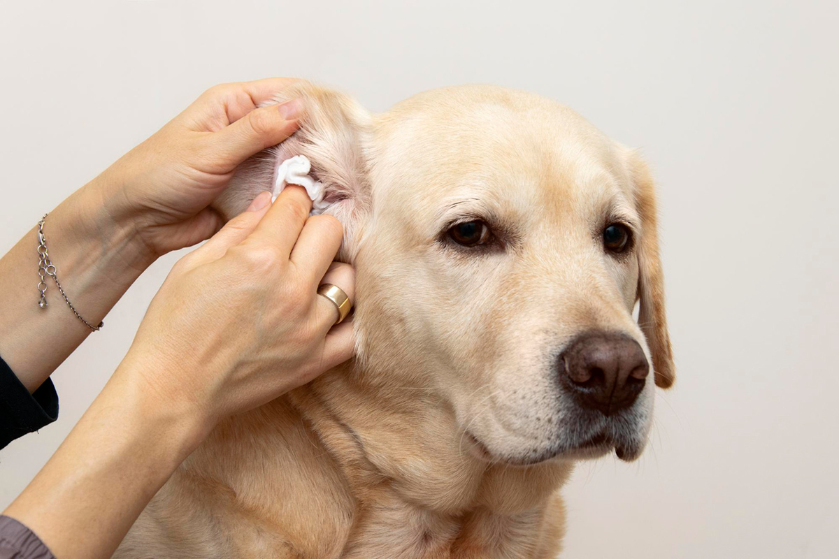 How to Clean and Groom Your Pet’s Ears
