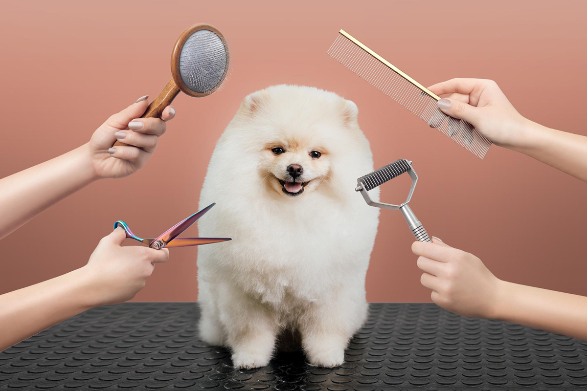 Benefits of Professionally Grooming Your Pet