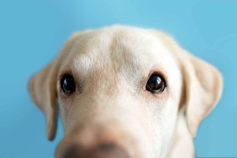 Discover Tips to properly take care of your dog's eyes