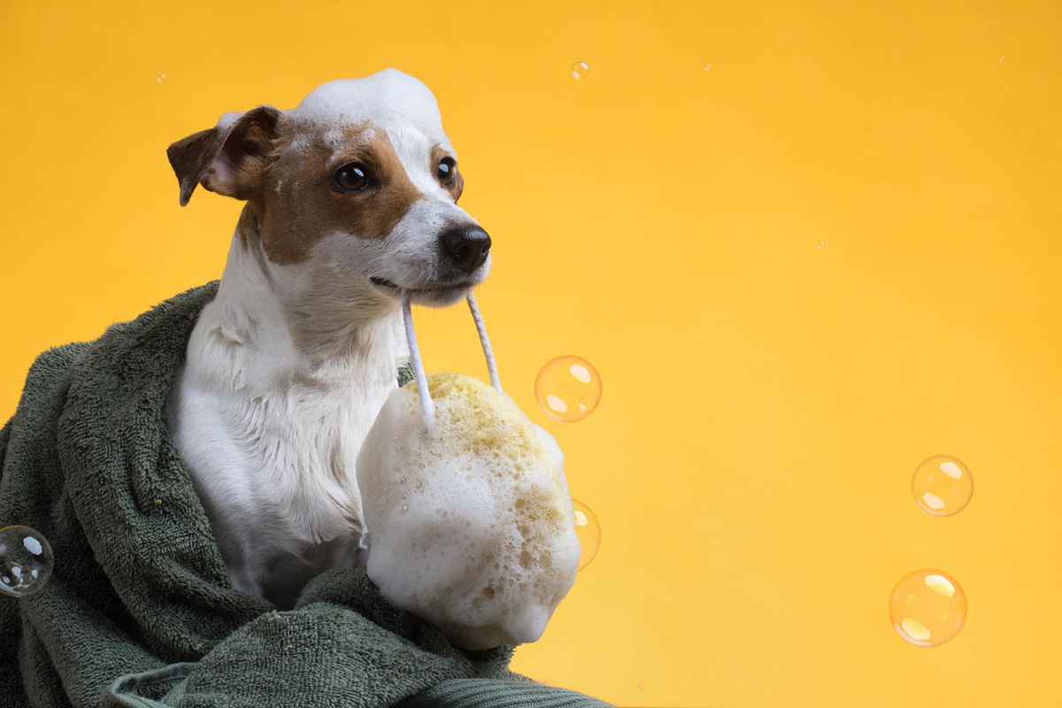 Understanding the Importance of Pet Hygiene