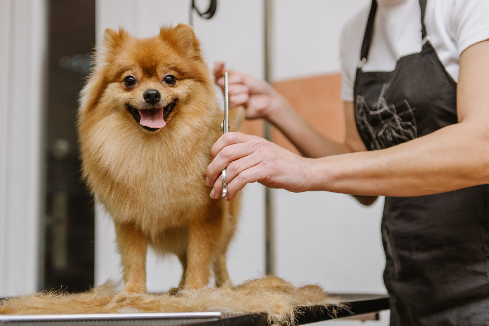 The Importance of Getting Your Dog Groomed