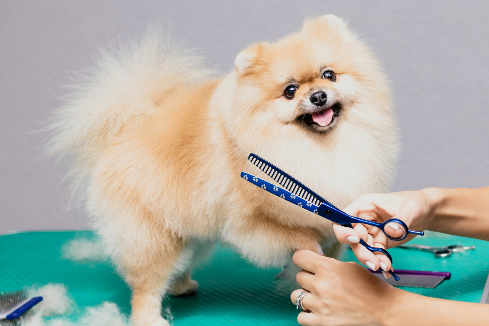 What is Competitive Dog Grooming All About?