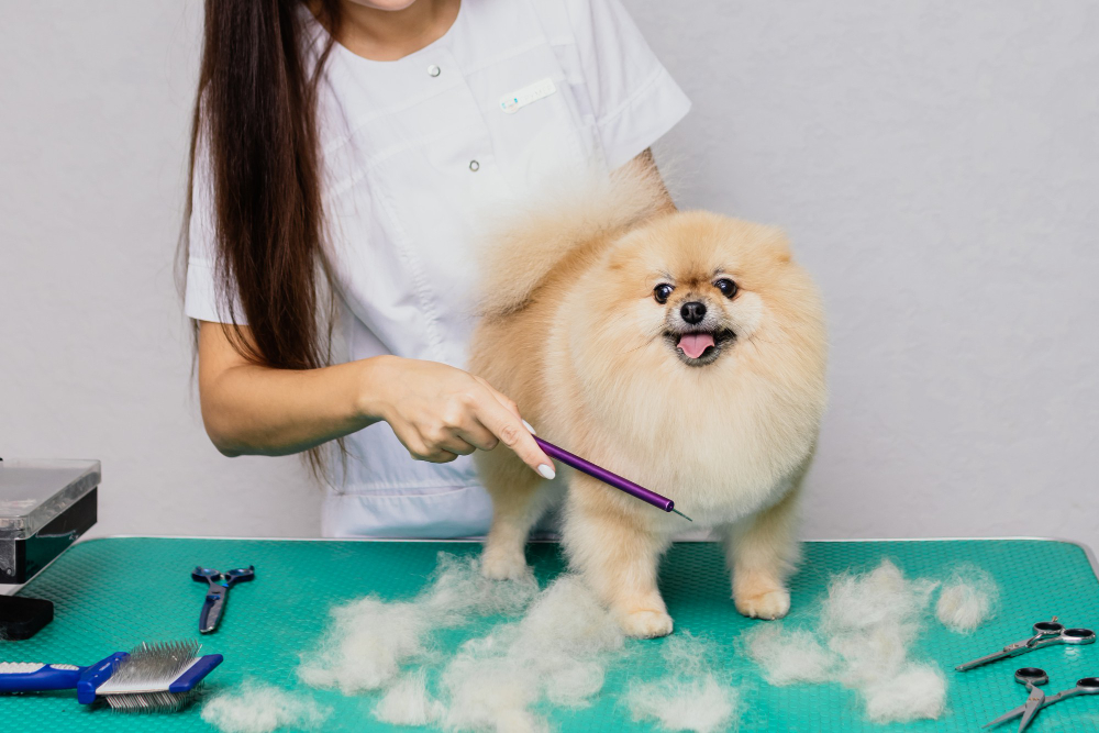 Keeping your Dog Calm During Professional Grooming