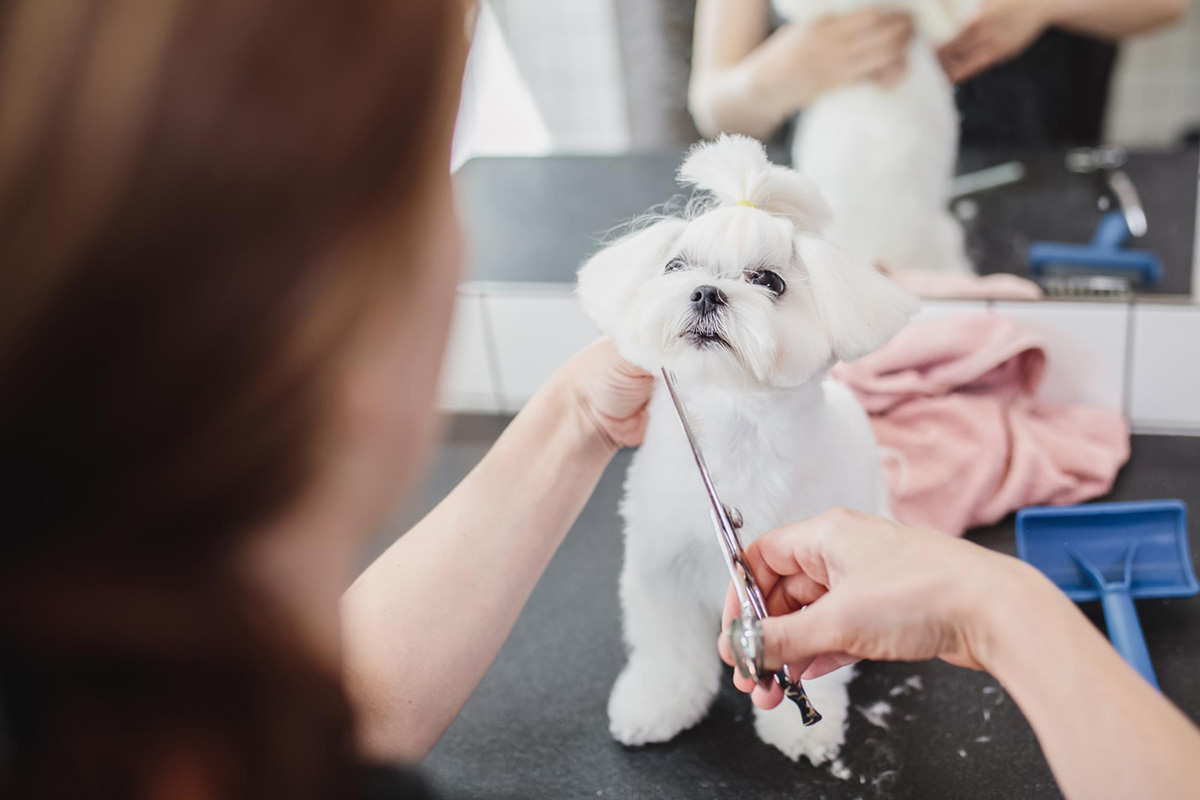 How Mobile Pet Grooming Works: A Comprehensive Guide