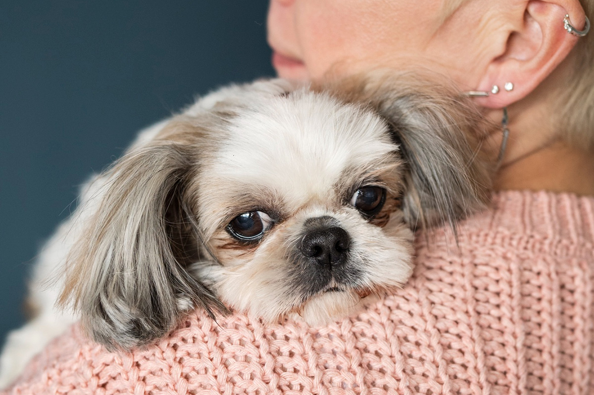 Tips for Grooming & Caring Senior Pets