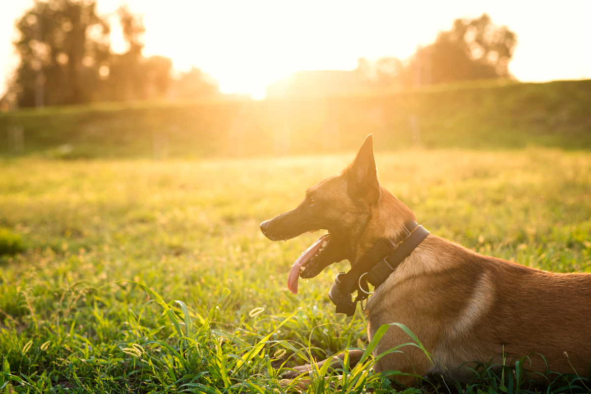 Ways Warm Weather Can Impact Your Pet