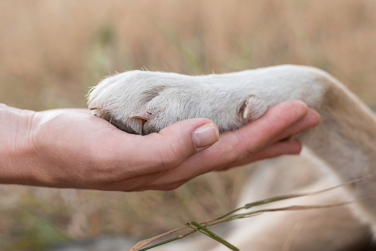 Protect & Heal Your Dog’s Paws with These Simple Tips
