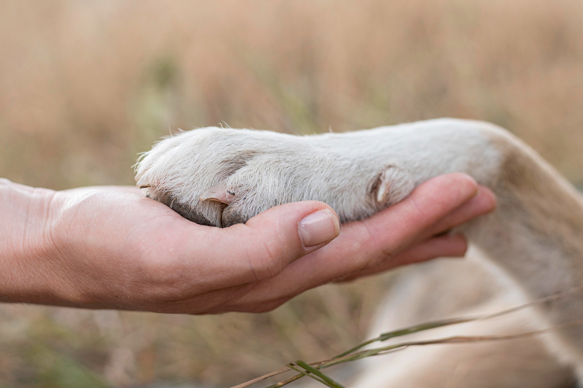 The Importance of Paw Cleaning for Your Pet