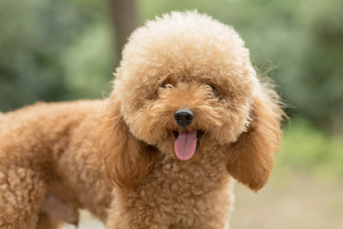 Dog Breeds That Need Professional Grooming