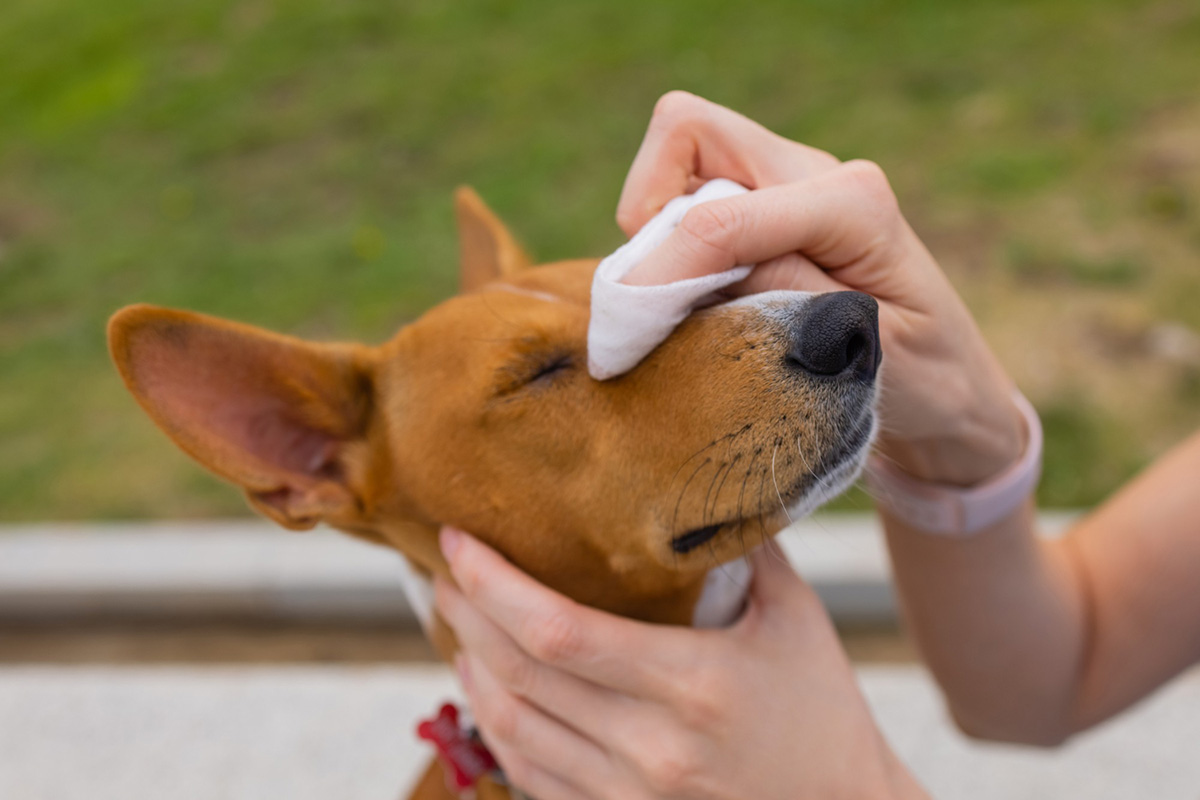 A Guide to Cleaning Your Dog's Eyes