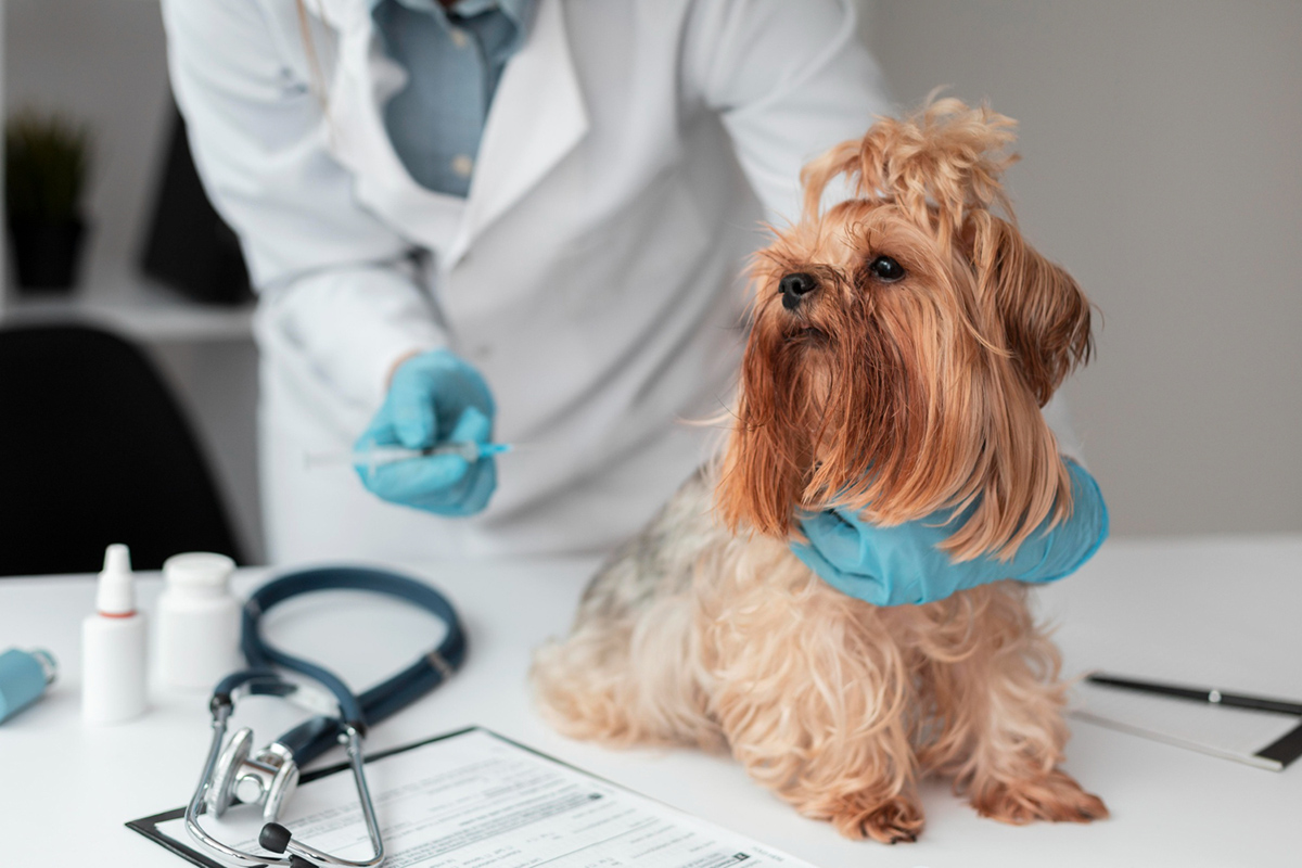 Required Dog Vaccination Guide in the US