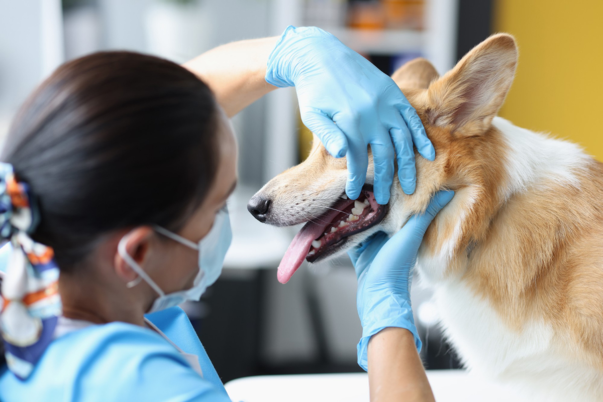 Understanding Pet Dental Disease and How to Prevent It