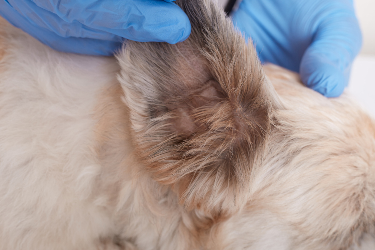 Keep Your Pet Healthy: Prevention and Treatment of Dog Ear Mites