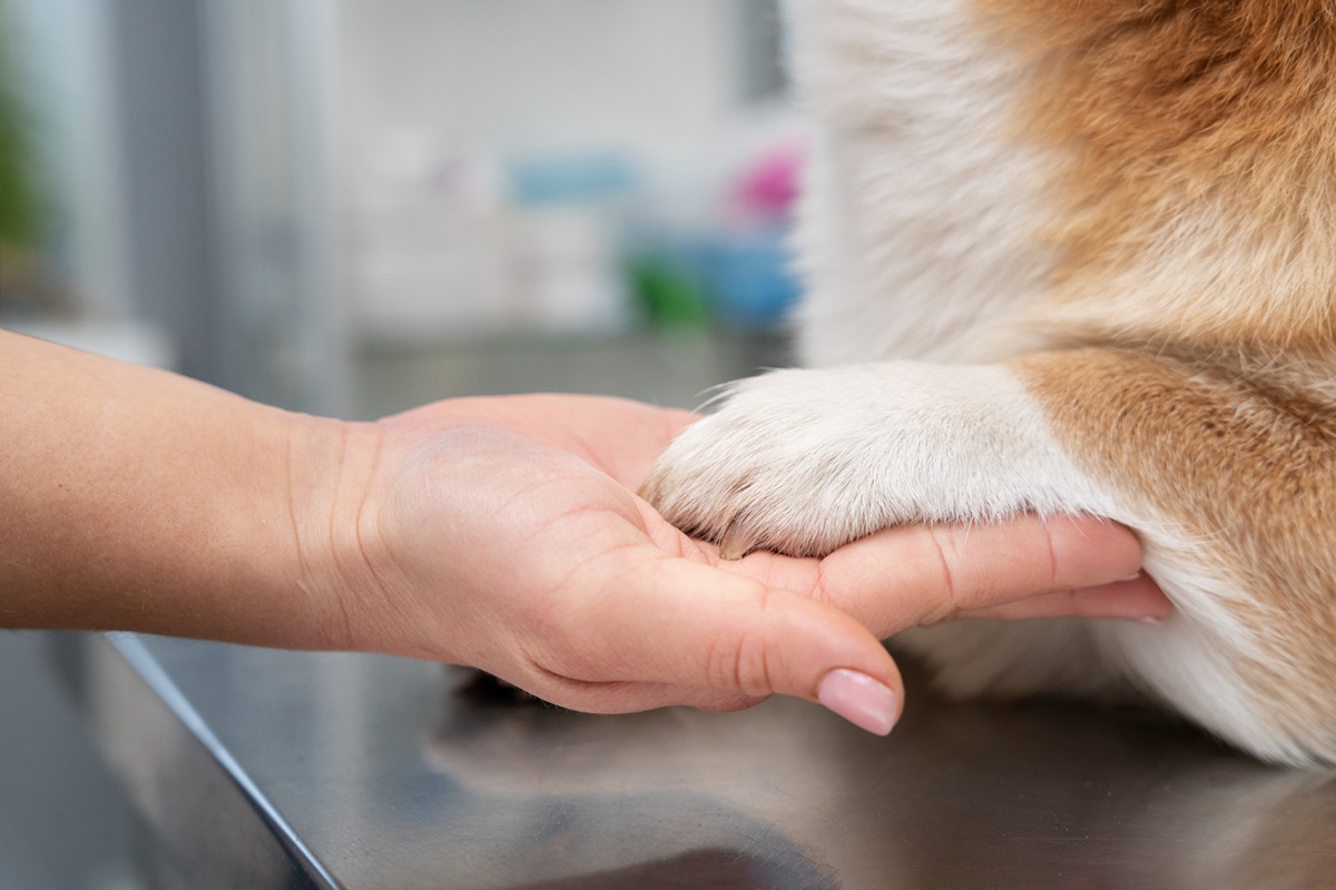 Get Your Dog Ready for the Summer with a Nail Grinder