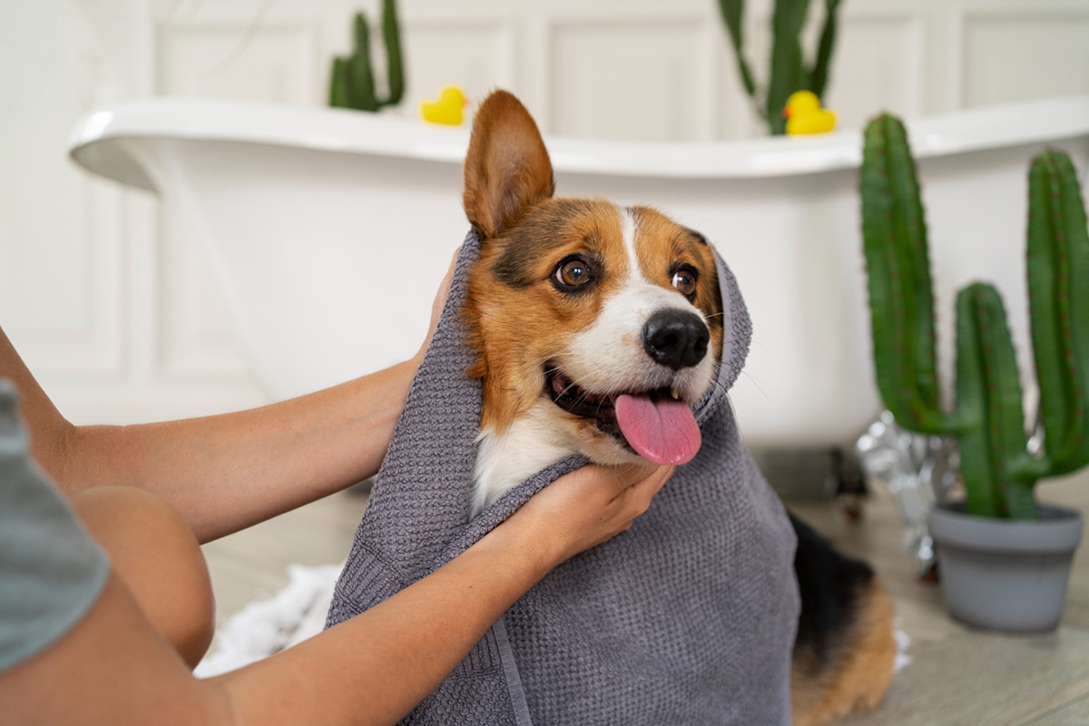How to Care for Your Dog In Between Grooming Appointments