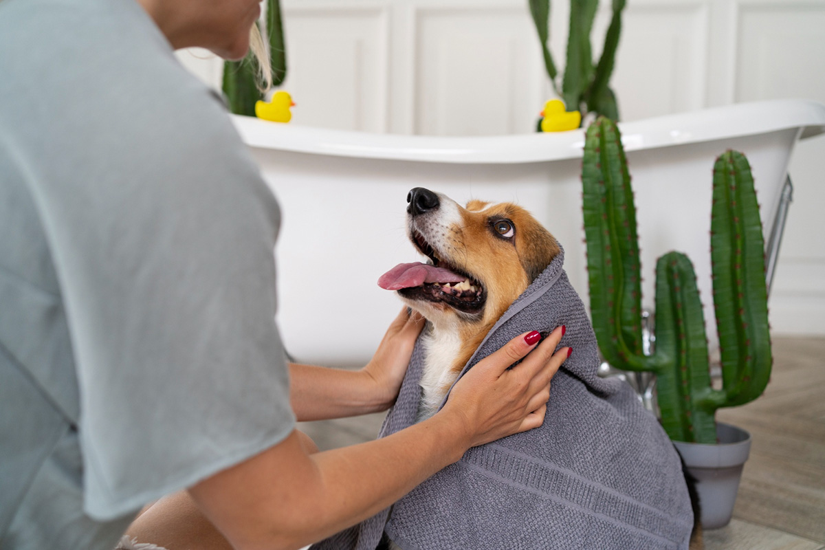 Four Perks of Hiring a Professional Grooming Service