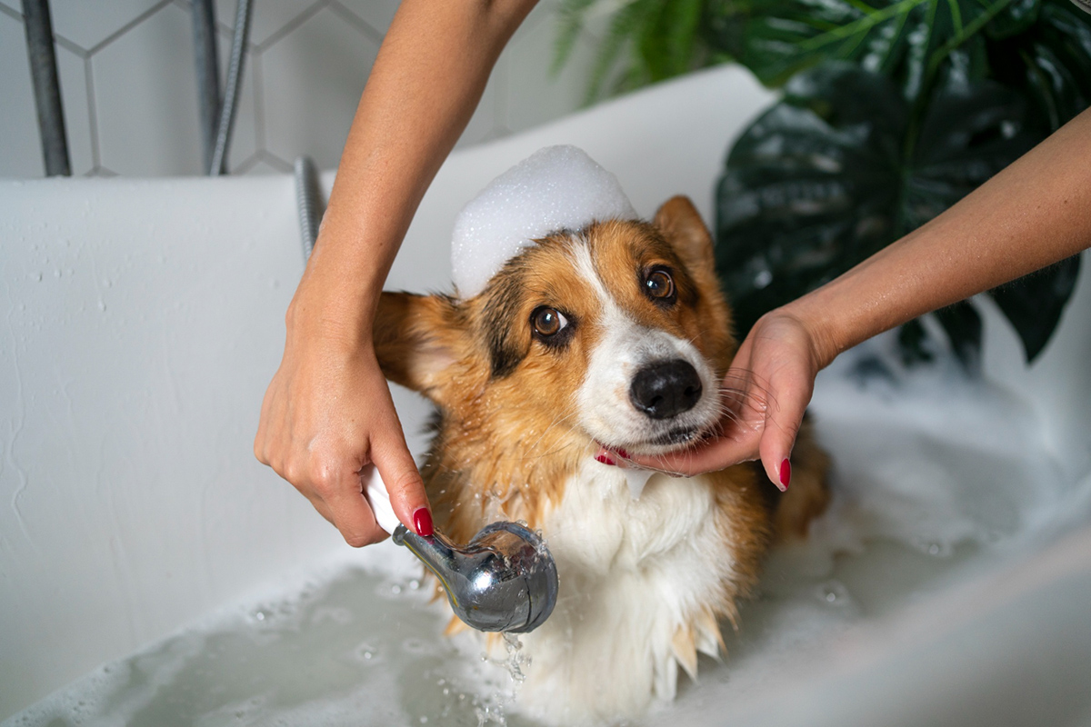 Step-by-Step Guide to Bathing Your Pet