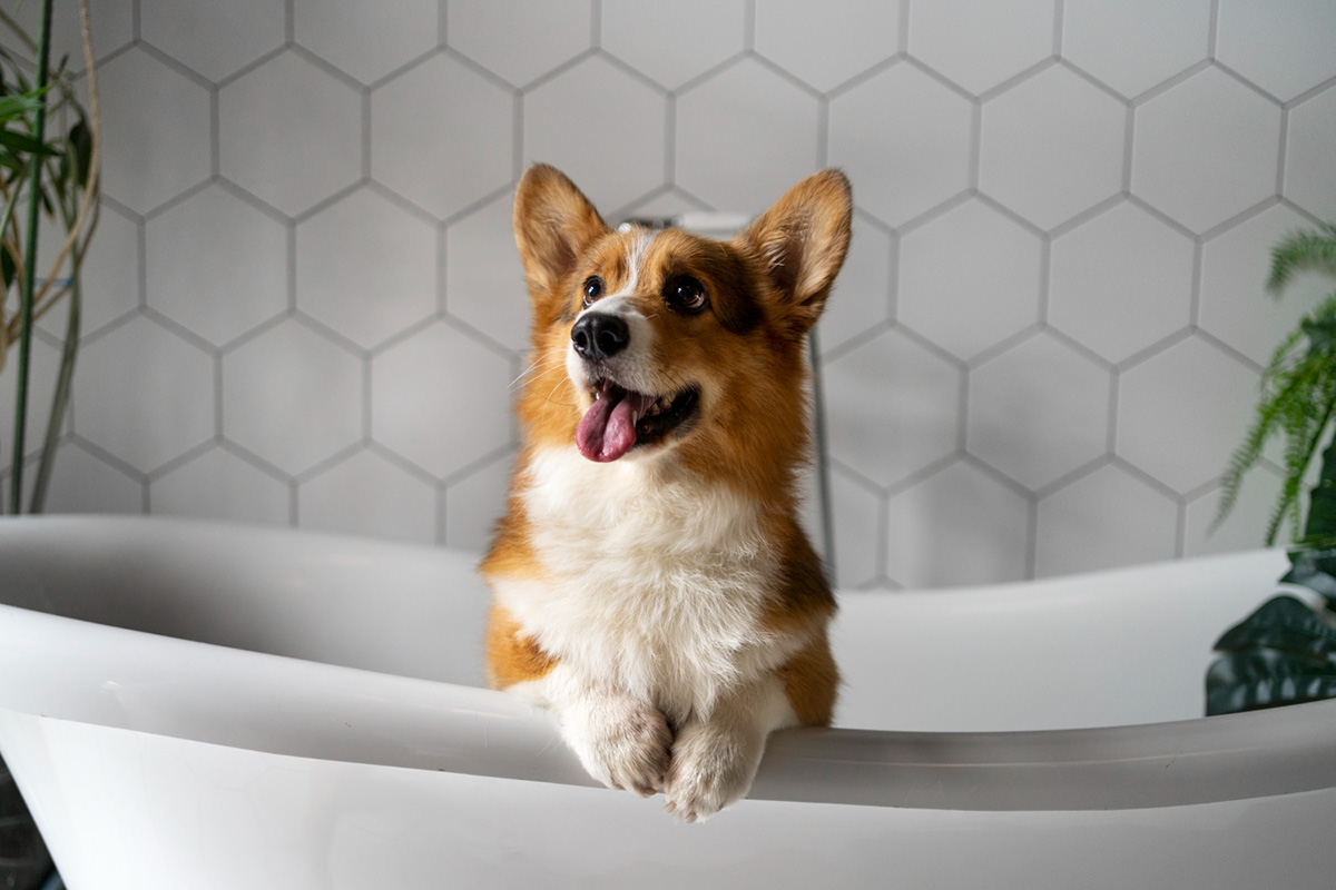 How Often Should You Bathe Your Dogs?