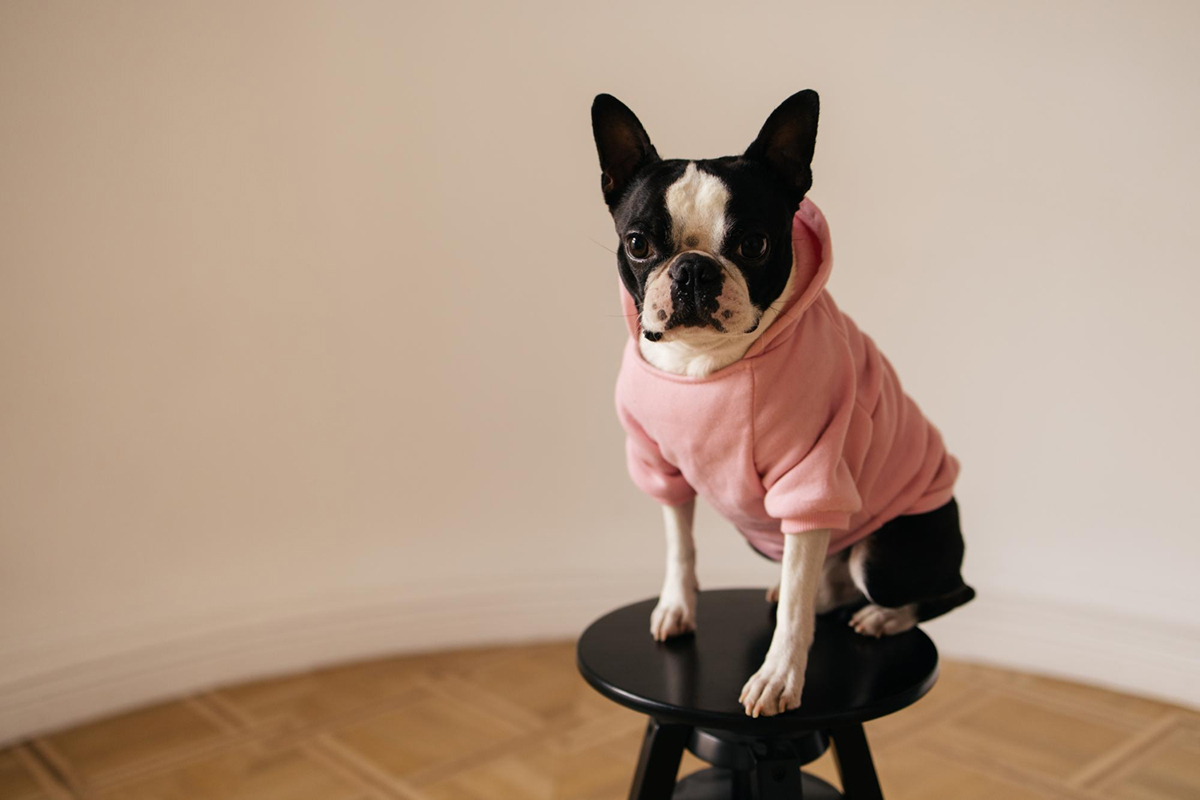 Enhancing Your Pet’s Style and Comfort with Mobile Pet Grooming