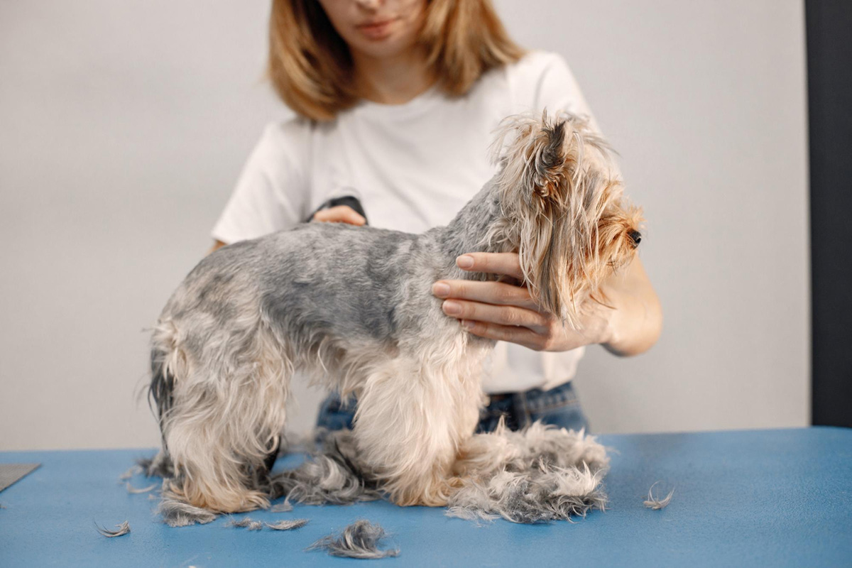Why Mobile Pet Grooming is the Best Choice for Your Busy Lifestyle