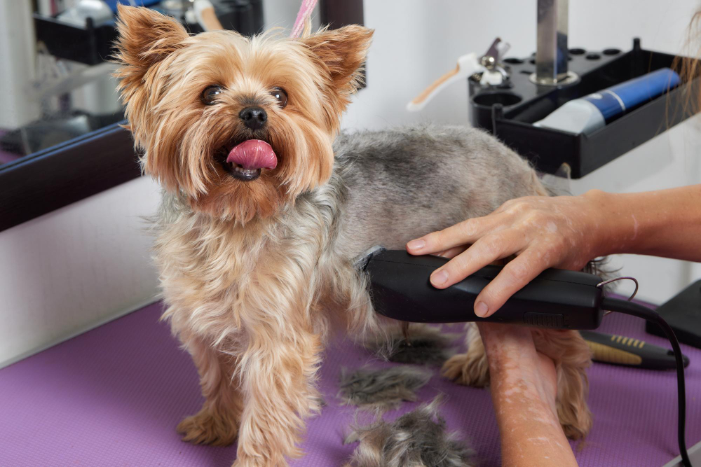 FAQs About Mobile Dog Grooming