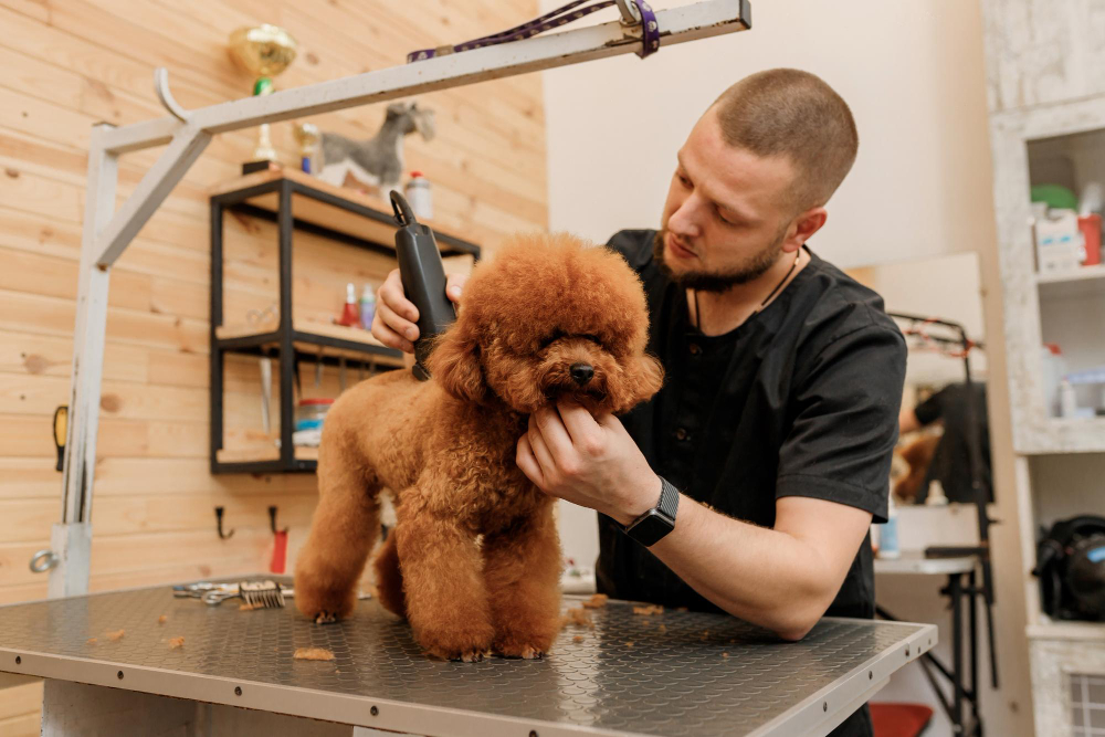 How Should You Choose a Dog Groomer?