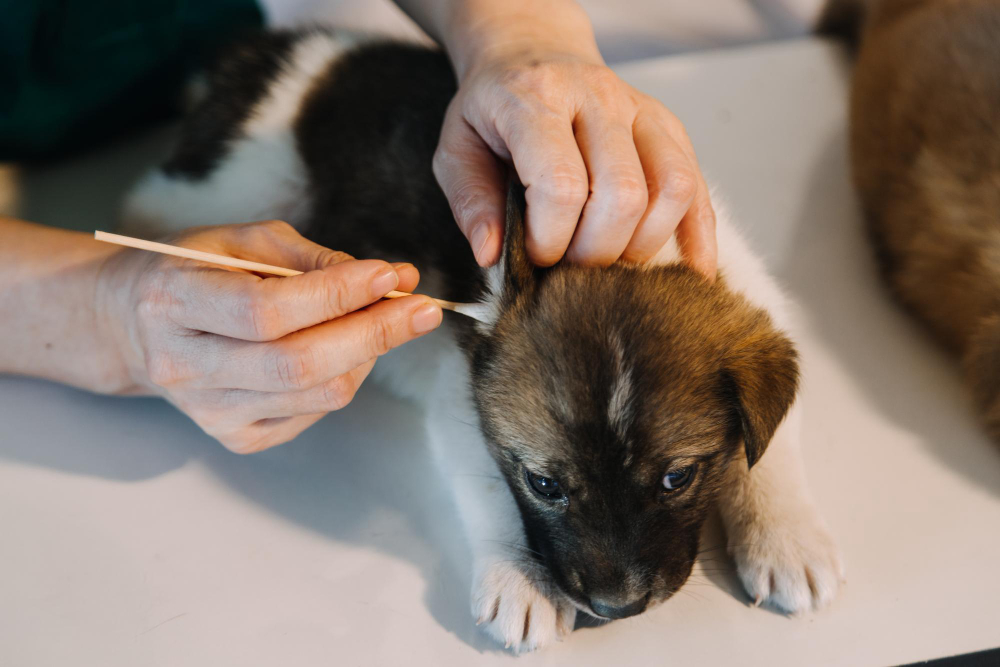 The Essential Guide to Regular Dog Ear Cleaning