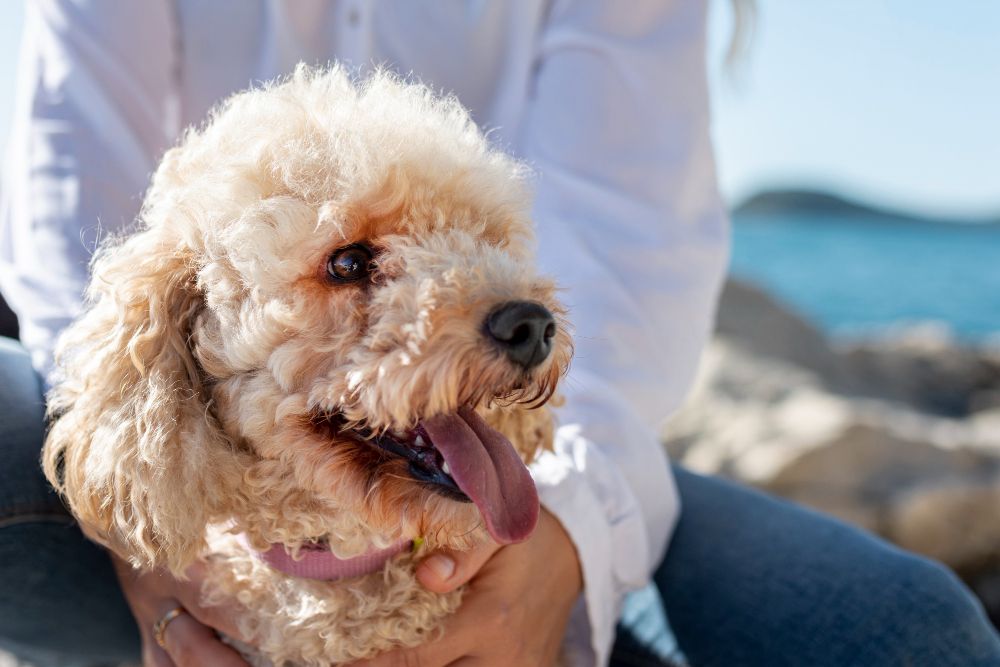 Prepping Your Pooch for Summer: Why Dog Grooming Is Essential This Season