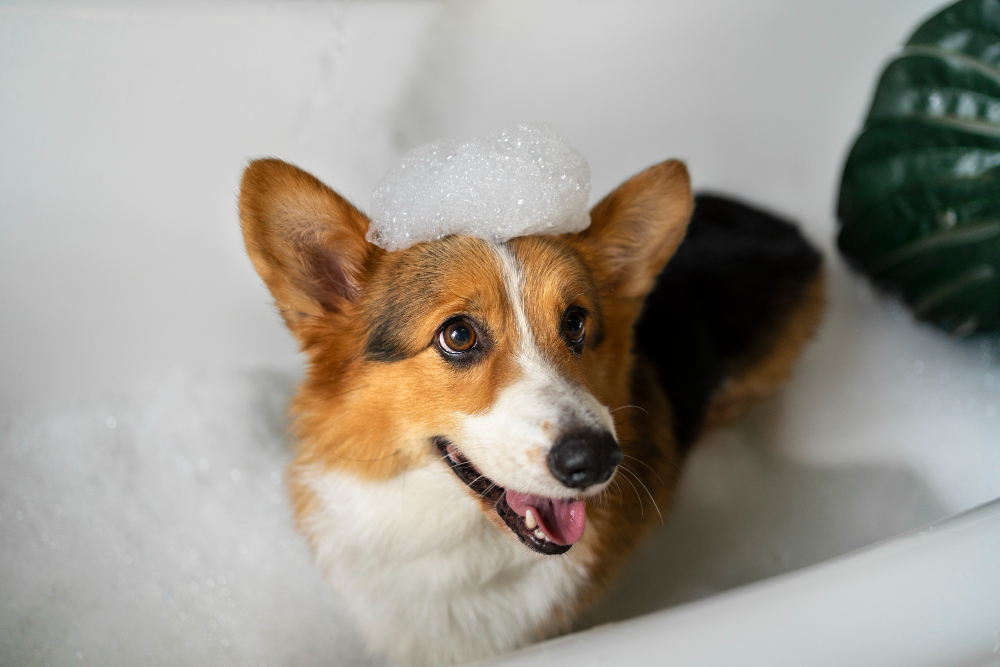 How Often Should You Bathe Your Dog?
